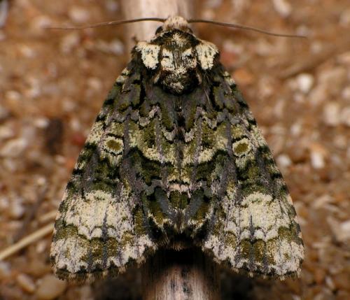 Réf. 16 938 : Craniophora ligustri