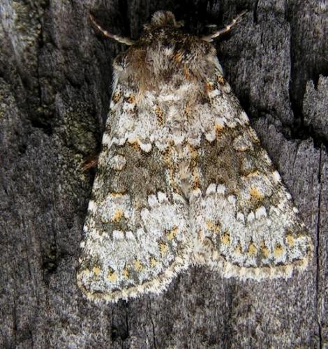 Réf. 16 371 : Hecatera dysodea