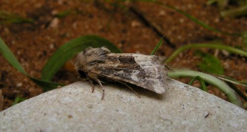 Réf. 16 700 : Luperina dumerilii