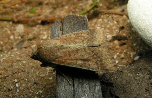 Helicoverpa armigera