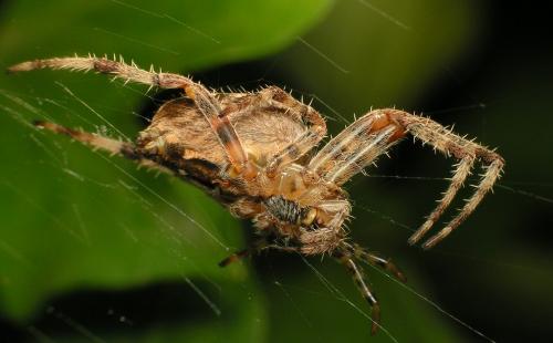 Araneus diadematus