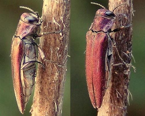 Réf. 16 148 : Agrilus sinuatus