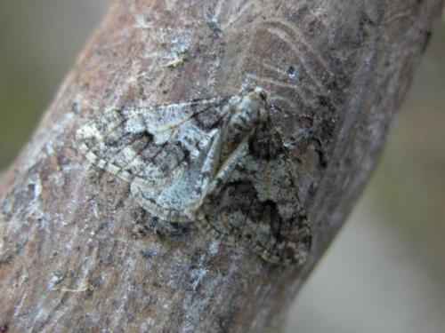 Agriopis leucophaearia