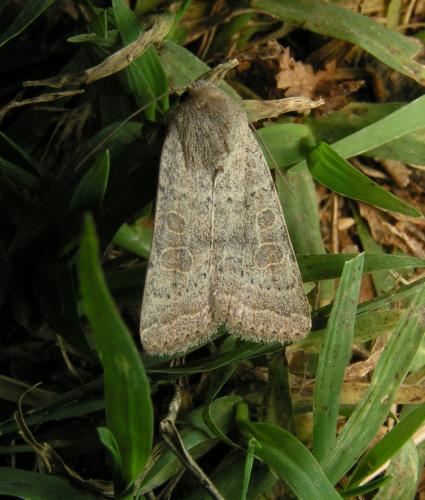 Hoplodrina ambigua