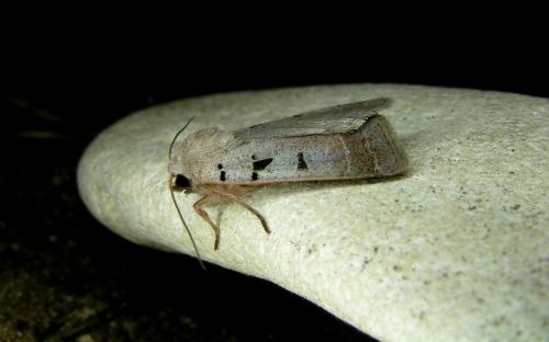 Réf. 16 348 : Eugnorisma glareosa
