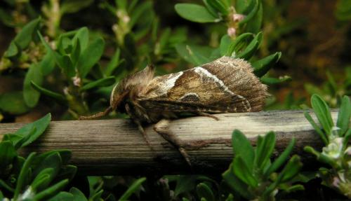 Triodia sylvina