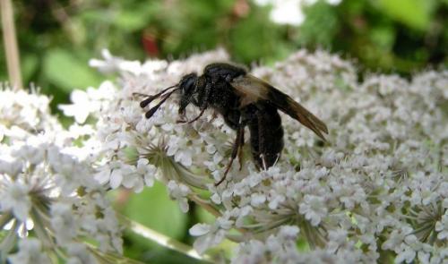 Abia fasciata