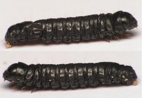 Réf. 16 647 : Aglossa pinguinalis