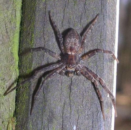 Philodromus sp.