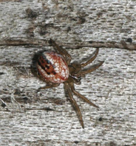 Mangora acalypha