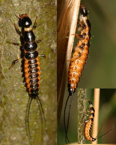 Réf. 16 623 : Drypta dentata