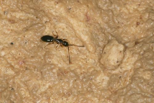 Platymischus dilatatus
