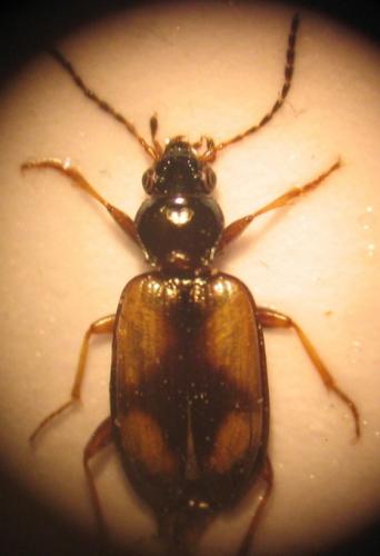 Bembidion sp.