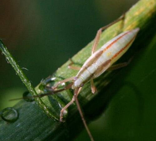 Stenodema laevigata