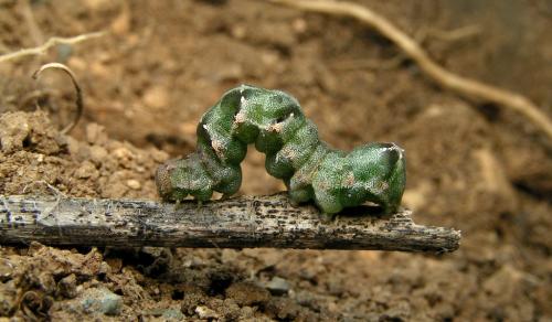 Acontia lucida