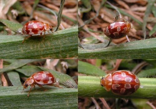 Myrrha octodecimguttata