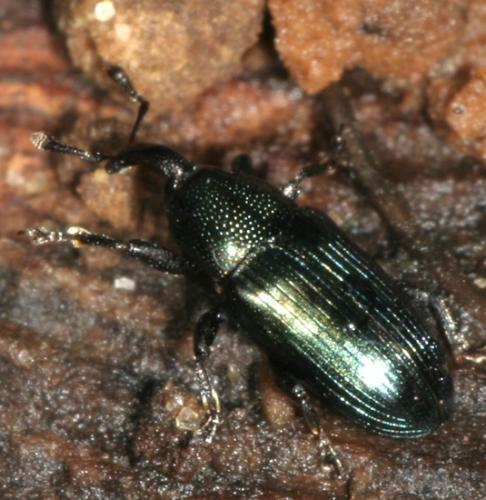 Aulacobaris coerulescens