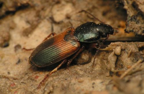 Gynandromorphus etruscus