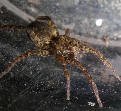 Pardosa sp.