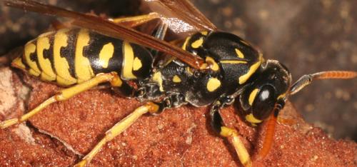 Polistes dominula