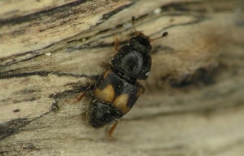 Carpophilus hemipterus