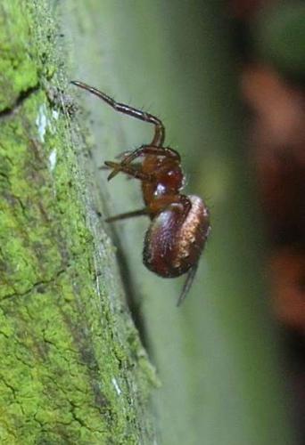 Araniella sp.