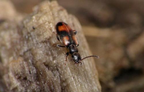 Réf. 16 232 : Anthicus antherinus
