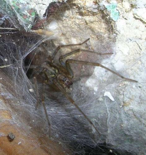 Tegenaria sp.