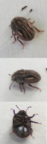 Réf. 16 519 : Odontoscelis lineola