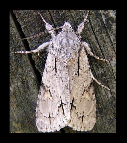 Réf. 16 360 : Acronicta sp.