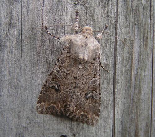 Réf. 16 431 : Anarta trifolii