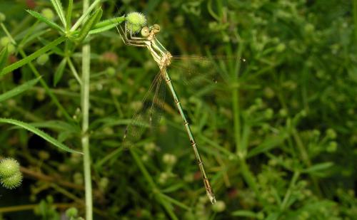 Lestes barbarus