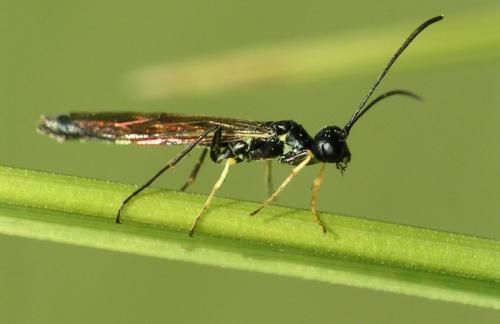 Calameuta sp.