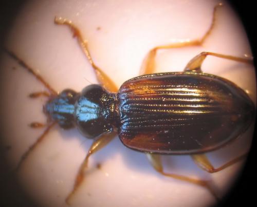 Bembidion tetracolum