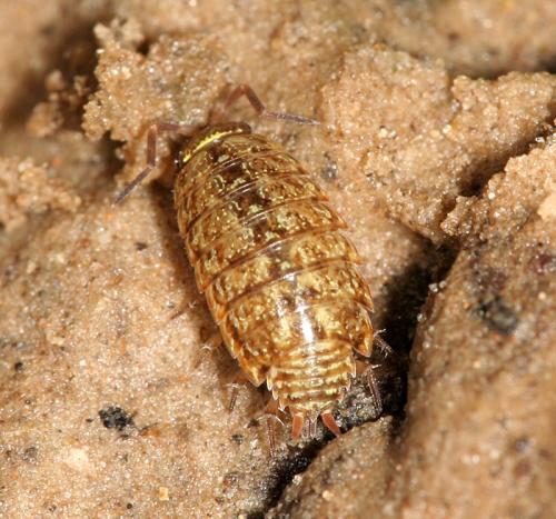 Philoscia muscorum