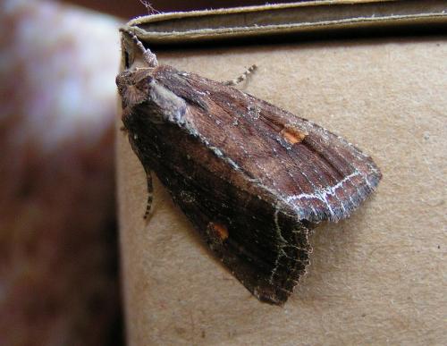 Réf. 16 944 : Lacanobia oleracea