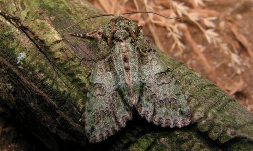 Réf. 16 722 : Polyphaenis sericata