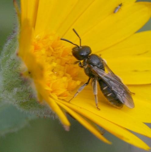 Réf. 16 718 : Lasioglossum sp.