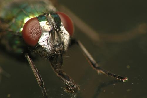 Réf. 16 241 : Neomyia cornicina