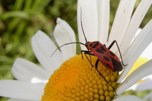 Calocoris nemoralis