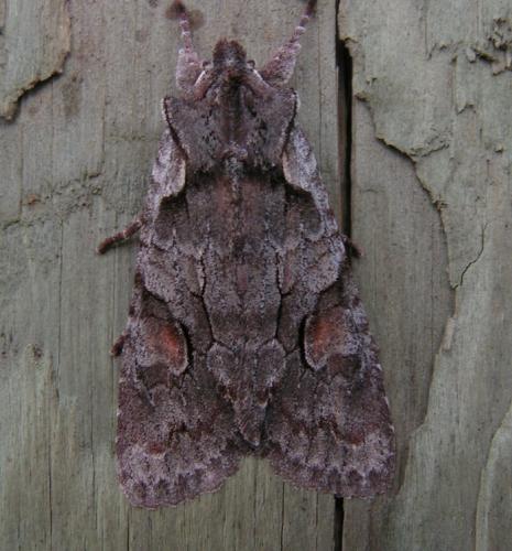 Lithophane furcifera