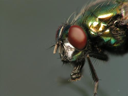 Réf. 16 240 : Neomyia cornicina