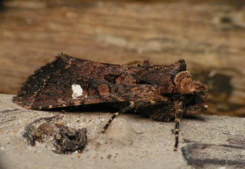 Dryobota labecula