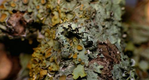 Cleorodes lichenaria