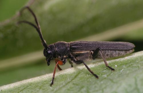 Phytoecia cylindrica