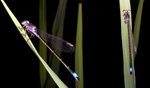 Ischnura elegans