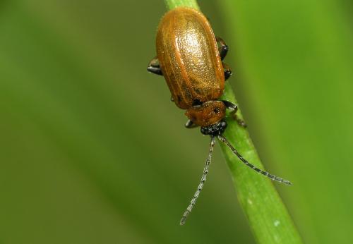 Réf. 16 176 : Lochmaea capreae