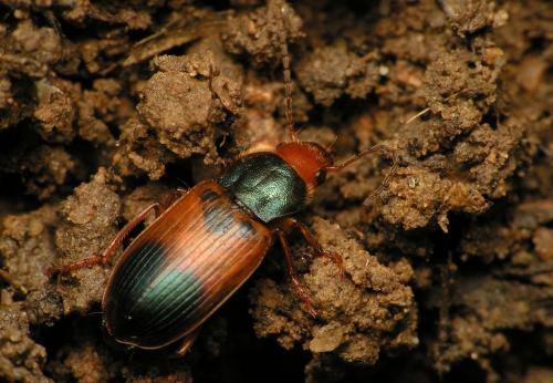 Réf. 16 139 : Diachromus germanus
