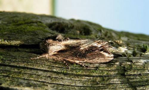Egira conspicillaris