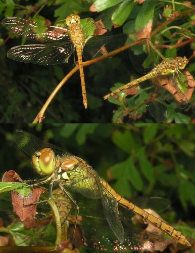 Réf. 16 597 : Sympetrum striolatum